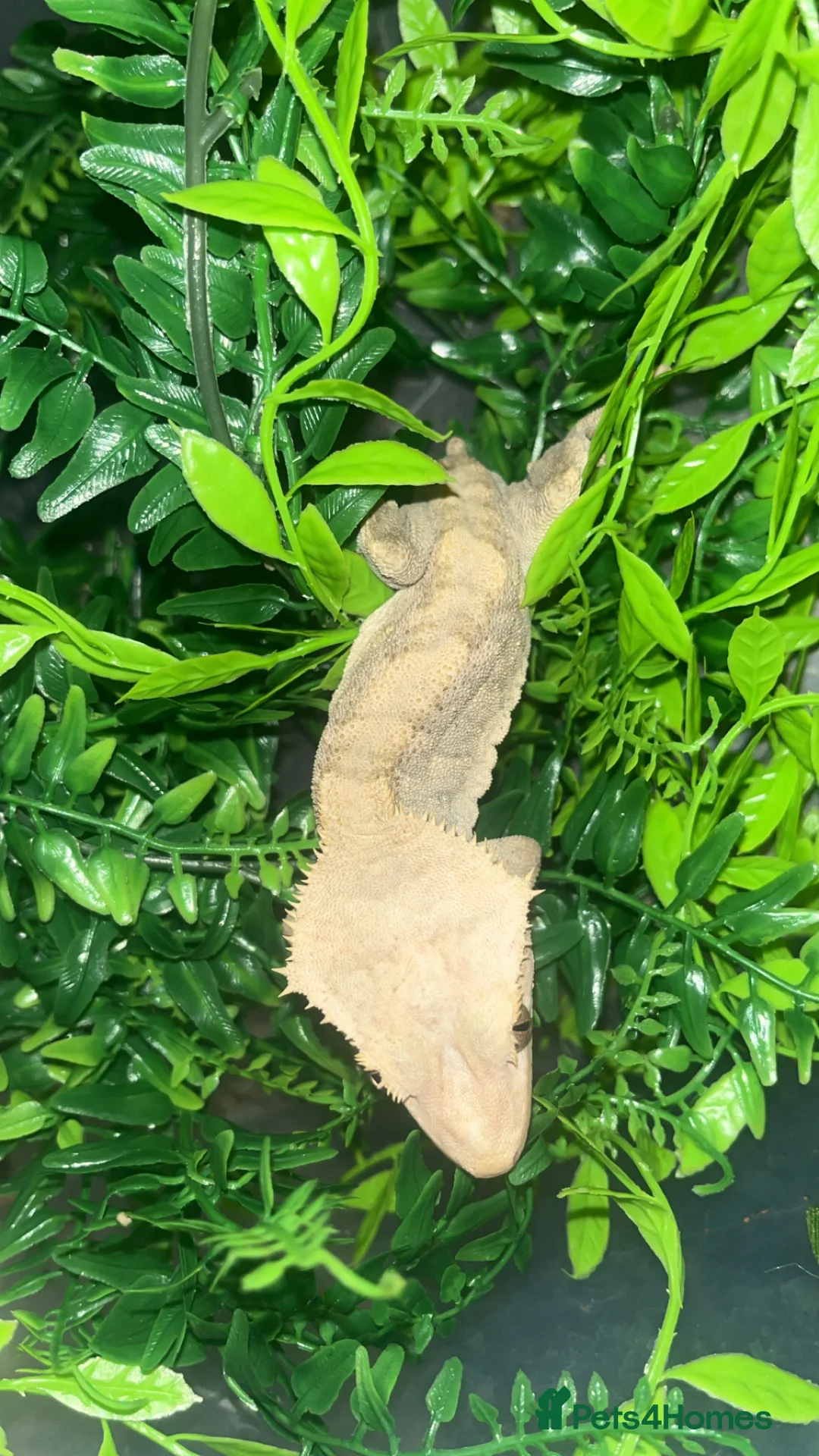 Gecko reptiles for sale: Crested gecko - Advert 9