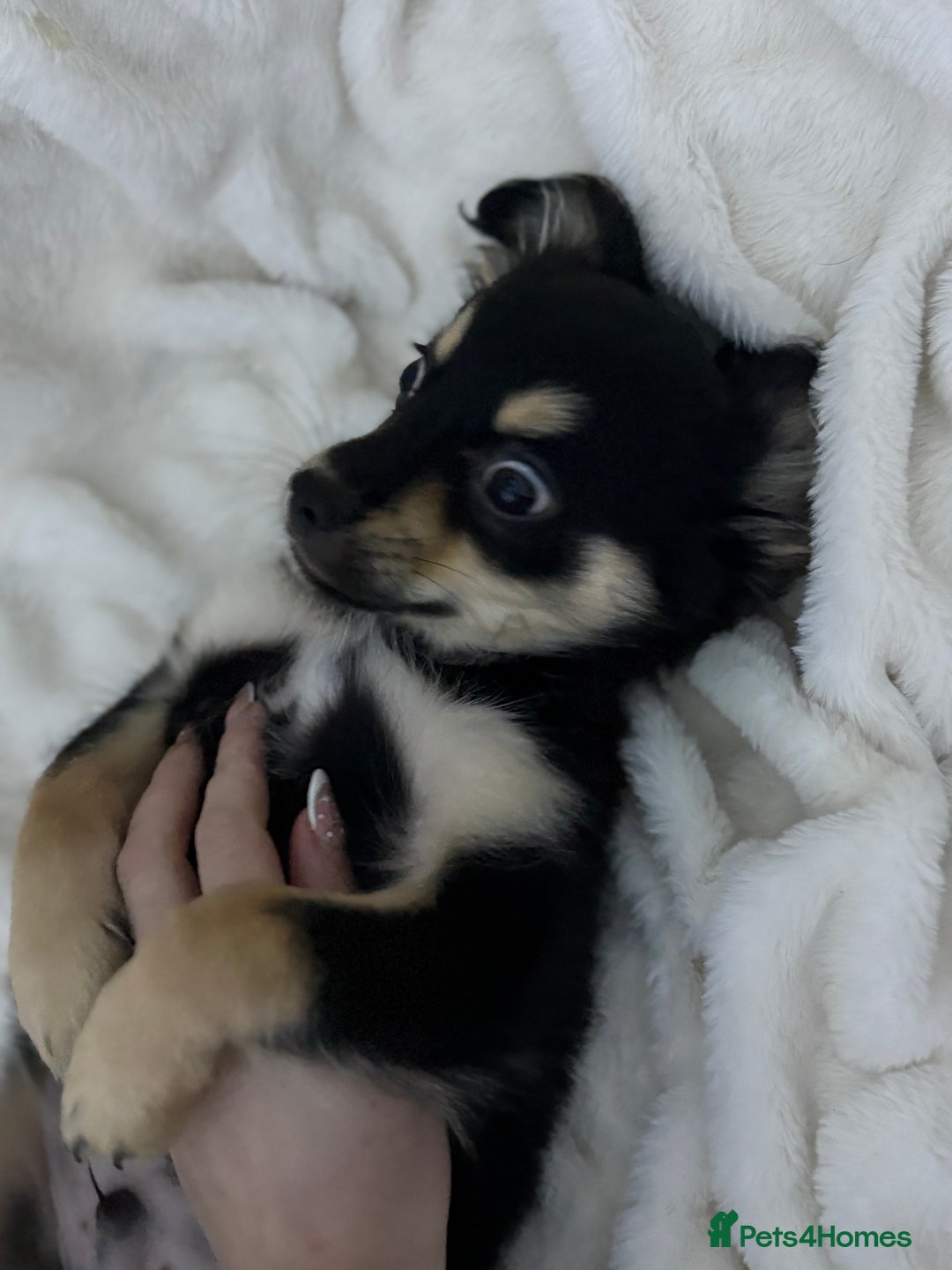 Pomchi dogs for sale: Cute pomchi boy - Advert 5