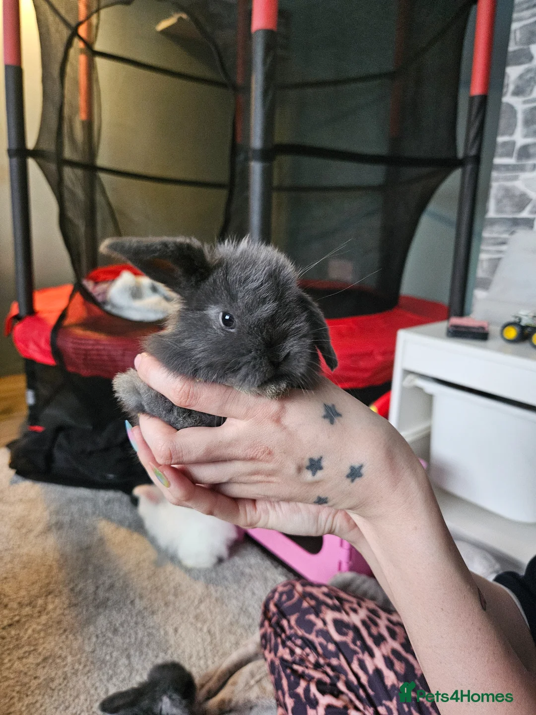Mini Lop rabbits for sale: Mixed Male and female mini lop baby rabbits in Derby - Advert 2