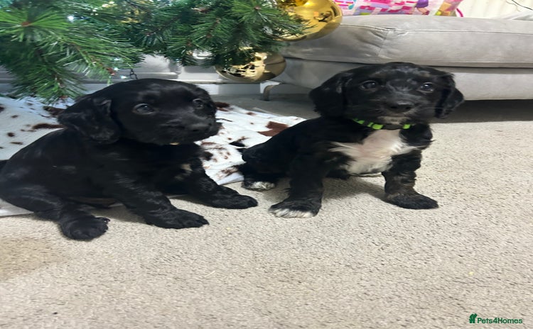 Cockapoo dogs Beautiful cockapoos  - Advert 4