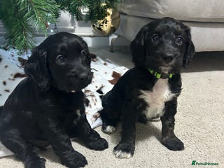 Cockapoo dogs Beautiful cockapoos - Advert 3