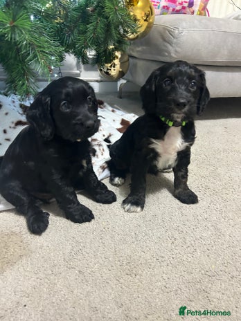 Cockapoo dogs Beautiful cockapoos - Advert 4