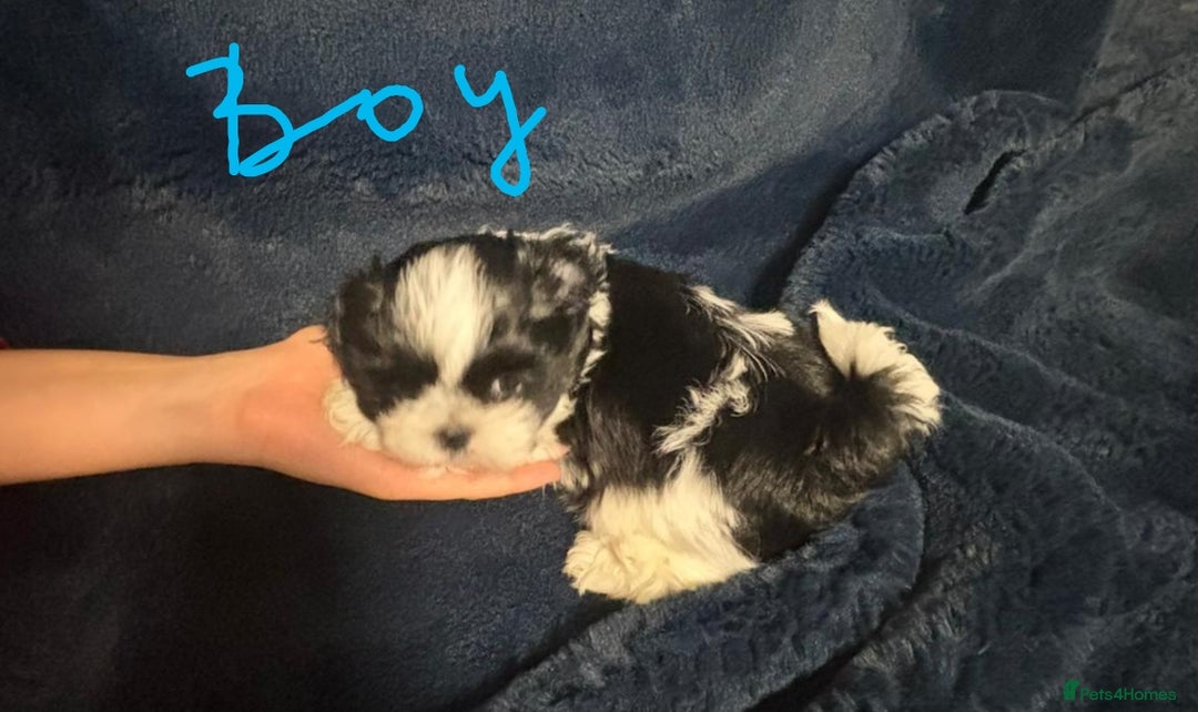 Shih Tzu dogs for sale: Imperial Shih Tzu Ready to leave - Image 17