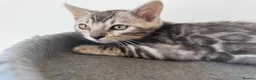 Bengal cats for sale: Rare Silver Grey Bengal TICA Kittens  - Advert 20
