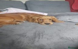 Cocker Spaniel dogs for sale: Our lovely Mina - Image 2
