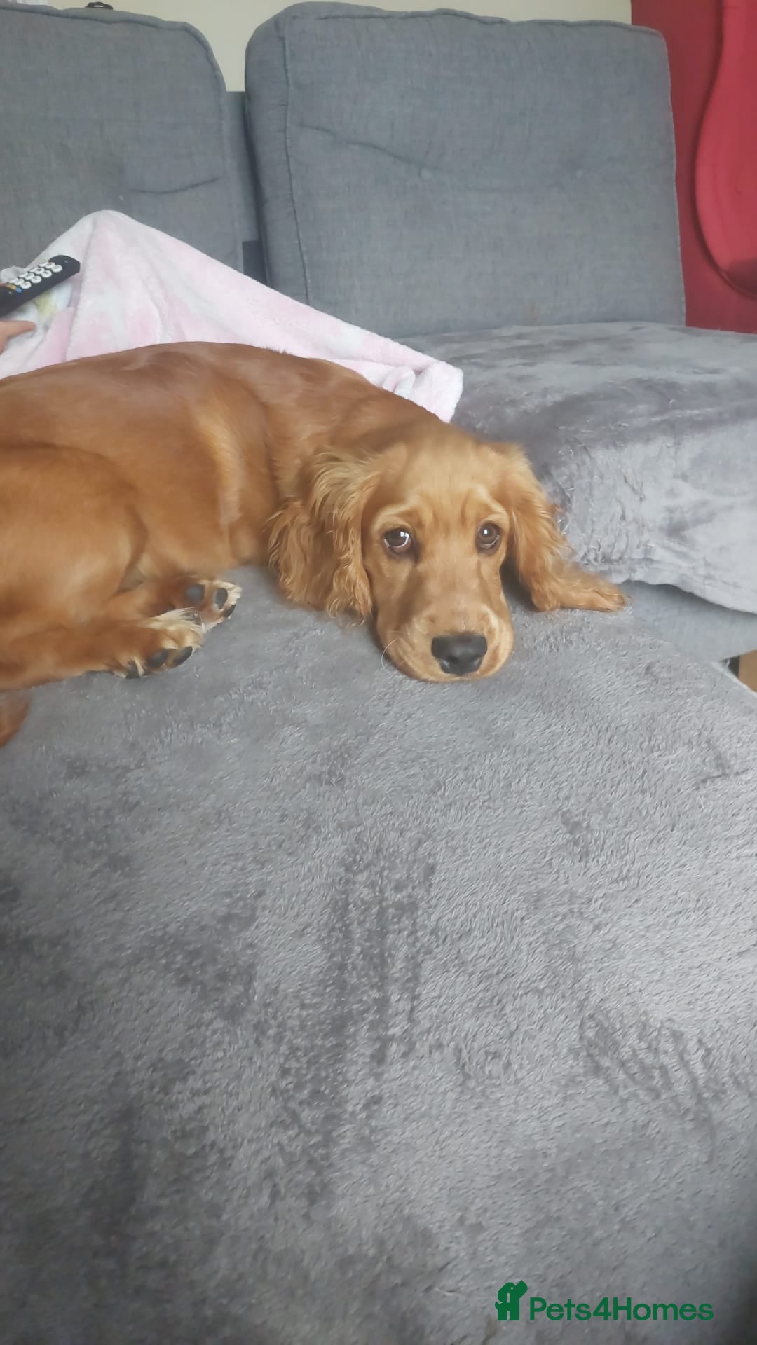 Cocker Spaniel dogs for sale: Our lovely Mina - Image 2