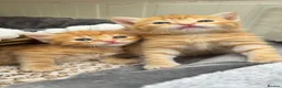 Mixed Breed cats for sale: Beautiful kittens 😻 - Advert 12