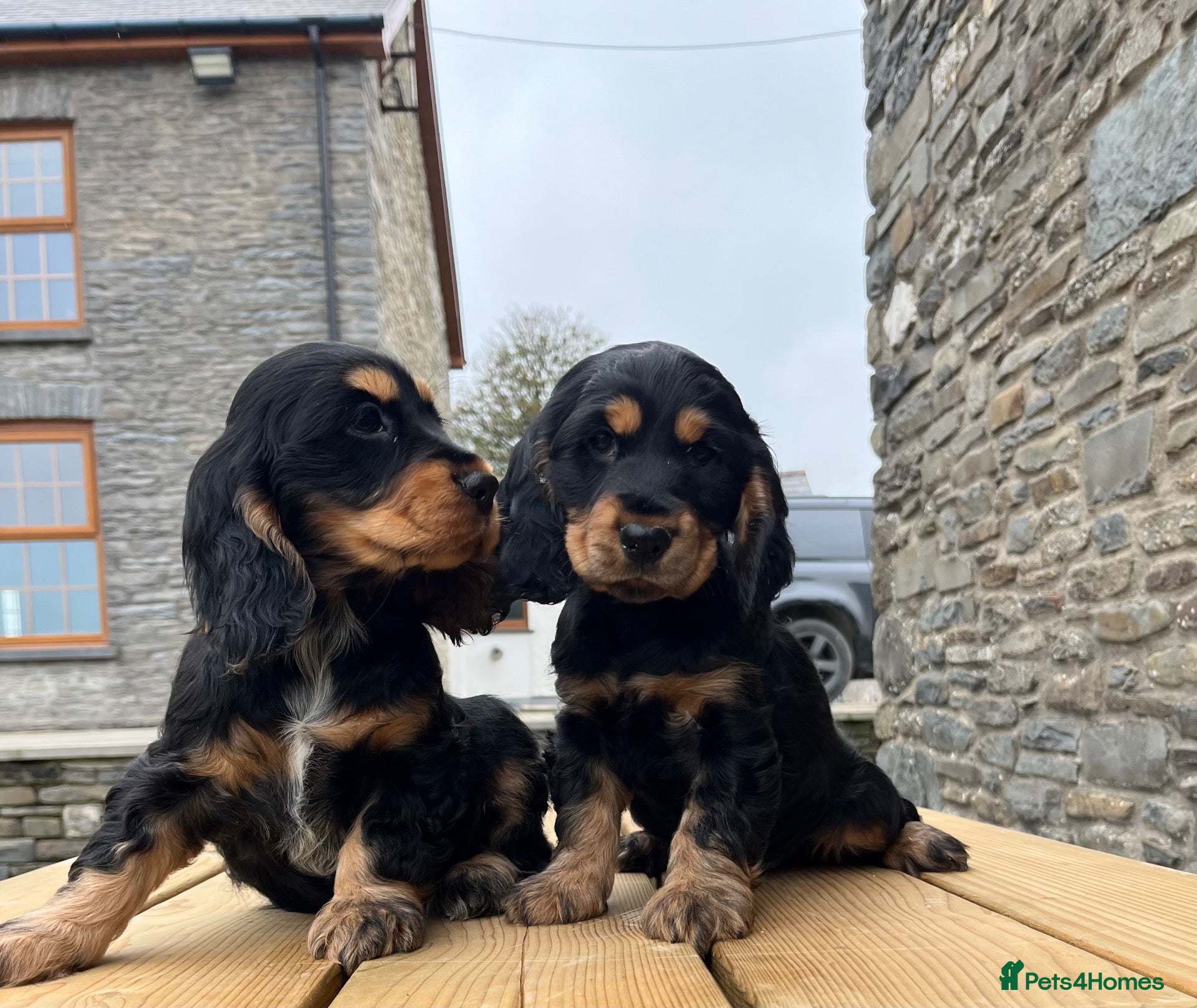 Cocker Spaniel dogs Health tested KC registered show type cocker 🐶  - Advert 1