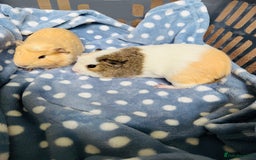 Guinea Pig rodents for sale: 2 boy guinea pigs for a loving family  - Image 2