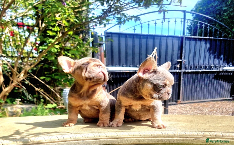 French Bulldog dogs - Advert 2