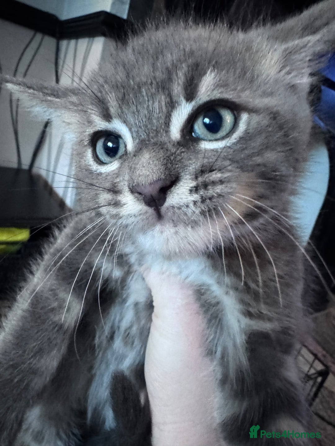 Maine Coon cats for sale: READY NOW Maine coon kittens  - Image 35