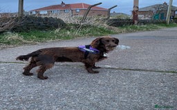 Cocker Spaniel dogs for sale: Lilah female spade cocker spaniel seeking rehoming - Advert 18