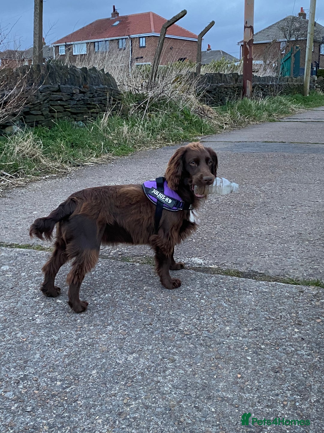 Cocker Spaniel dogs for sale: Lilah female spade cocker spaniel seeking rehoming - Advert 18