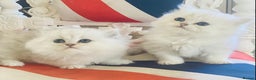 Persian cats for stud: ⭐️PERSIAN CHINCHILLA  PEDIGREE  STUD⭐️ in Gerrards Cross - Advert 7