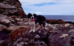 Border Collie dogs for stud: *proven* health tested working merle border collie in Leeds - Image 1