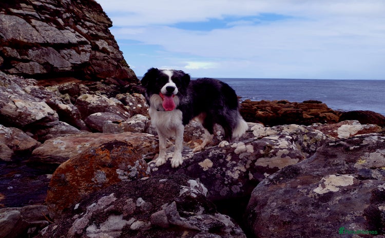 Border Collie dogs in Leeds - Advert 12