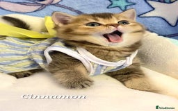 British Shorthair cats for sale: Pure Pedigree British Shorthair  - Image 13