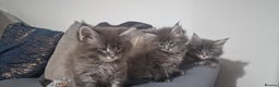 Maine Coon cats for sale: 🐾 Three Majestic Pedigree Maine Coon Kittens! 🏡 - Advert 19