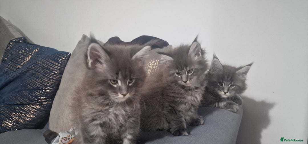 Maine Coon cats for sale: 🐾 Three Majestic Pedigree Maine Coon Kittens! 🏡 - Advert 19