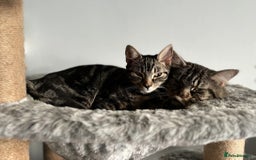 Maine Coon cats for sale: 1/4 mainecoon - Image 15