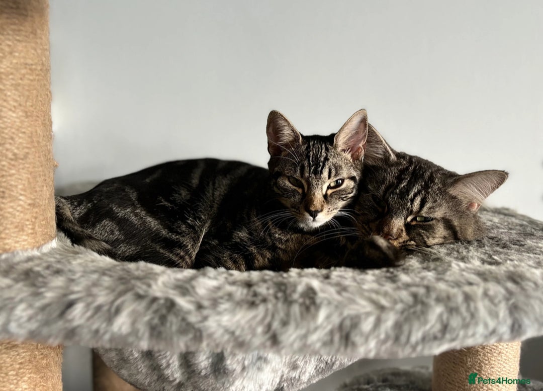 Maine Coon cats for sale: 1/4 mainecoon - Image 15