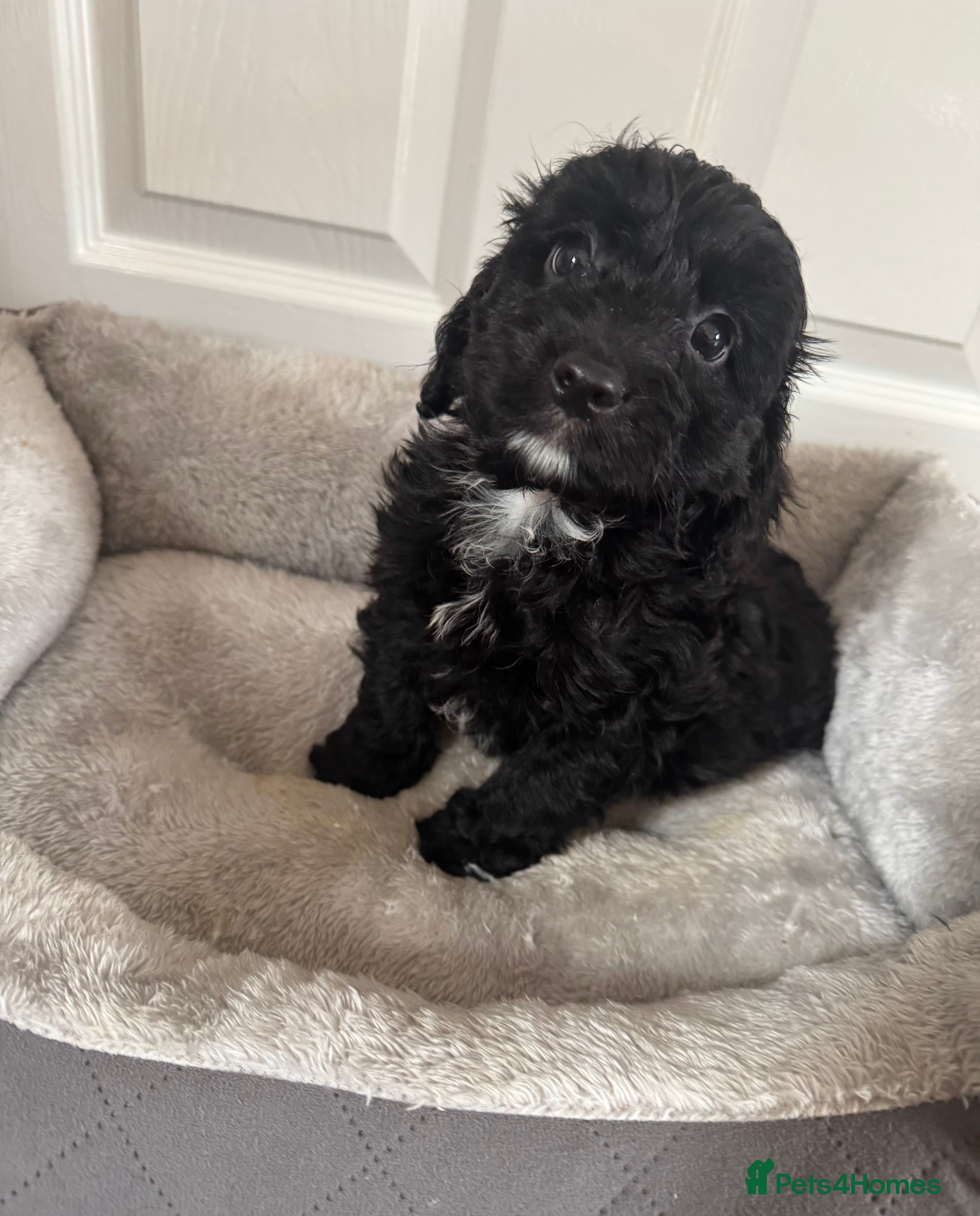 Cockapoo dogs F1 miniature Cockapoos  - Advert 5