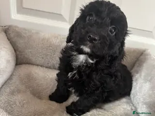 Cockapoo dogs F1 miniature Cockapoos - Advert 5