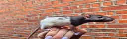 Rat rodents for sale: 3 Male Dumbo Rats  in London - Advert 3