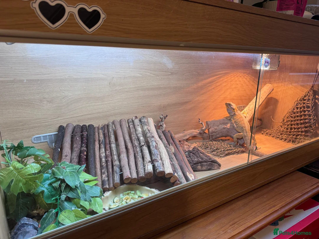 Bearded Dragon reptiles for sale: Rehoming a bearded dragon - Advert 2