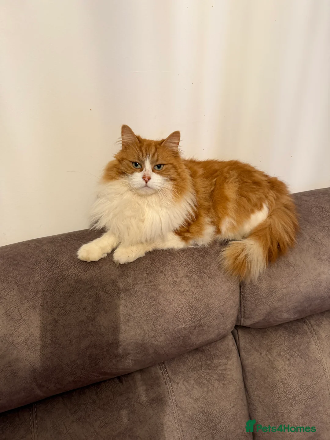 Mixed Breed cats for sale: 7 year old maincoon cross girl - Advert 1