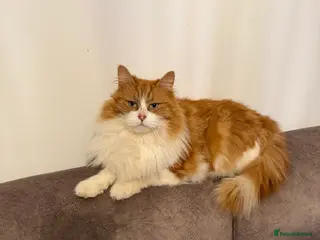 Mixed Breed cats 7 year old maincoon cross girl - Advert 1