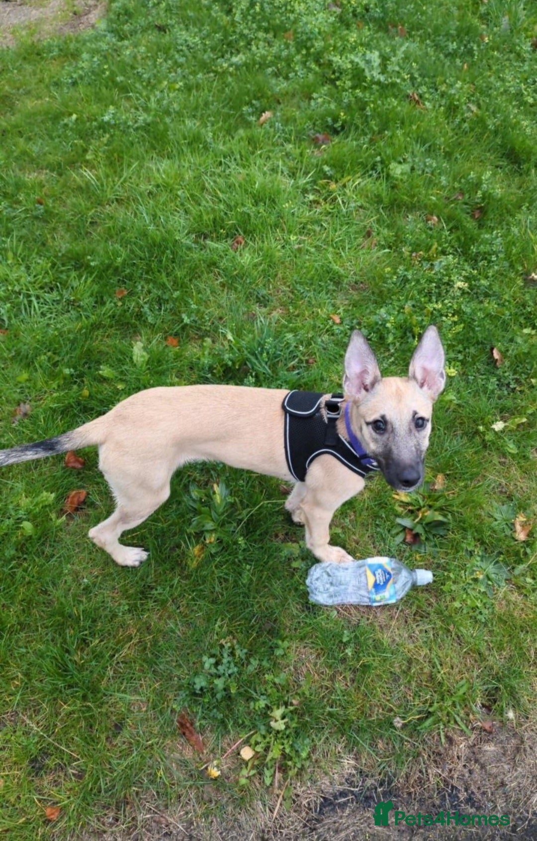 Mixed Breed dogs Mix breed  - Advert 1