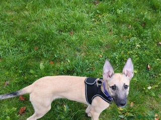 Mixed Breed dogs Mix breed - Advert 1