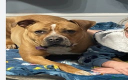American Bull Staffy dogs for sale: American Staffordshire bull terrier - Image 3