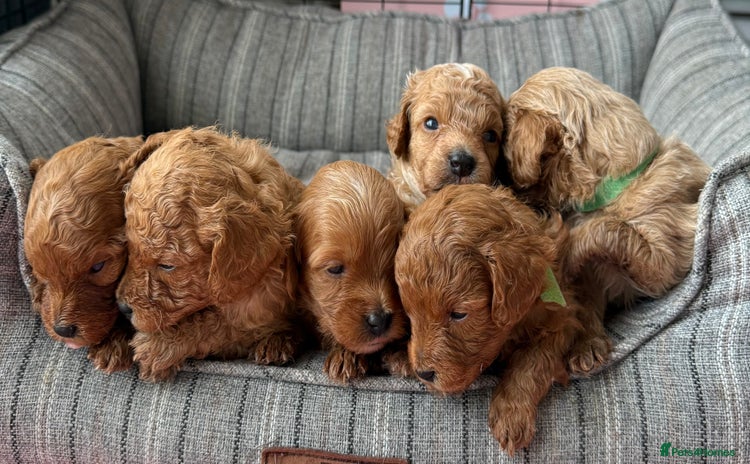 Cavapoo dogs - Advert 5