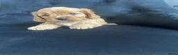 Cavapoo dogs for sale: Stunning F1 Cavapoo health tested parents  - Advert 27