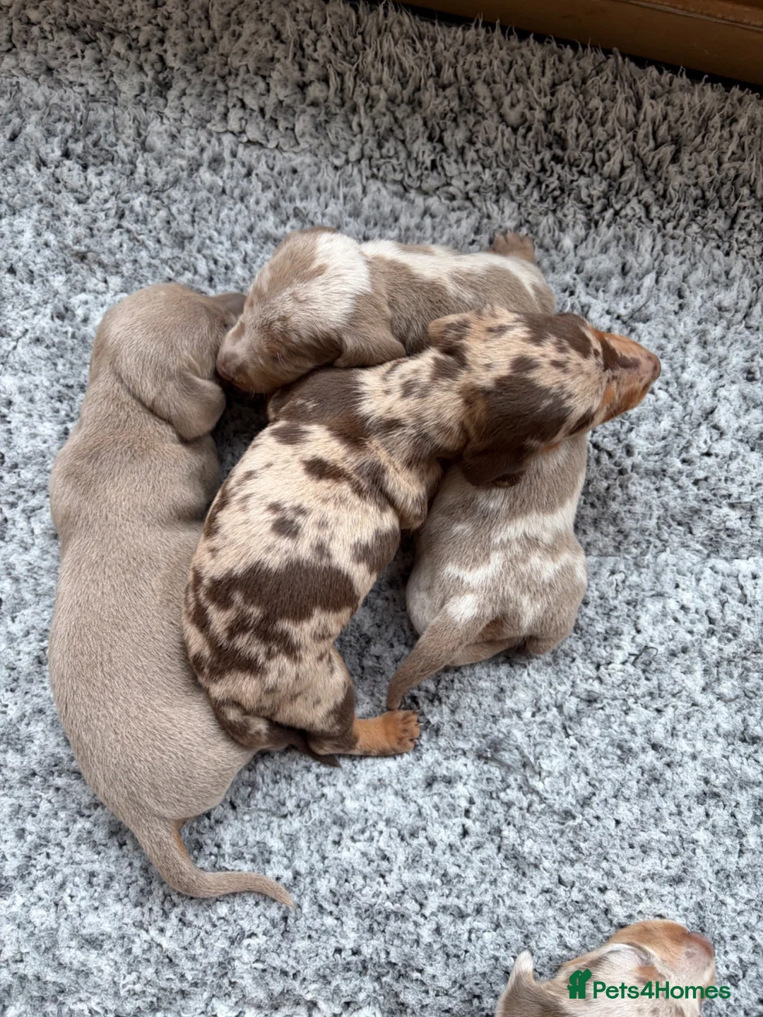 Miniature Dachshund dogs for sale: Rainbow minture dachshunds  - Advert 2