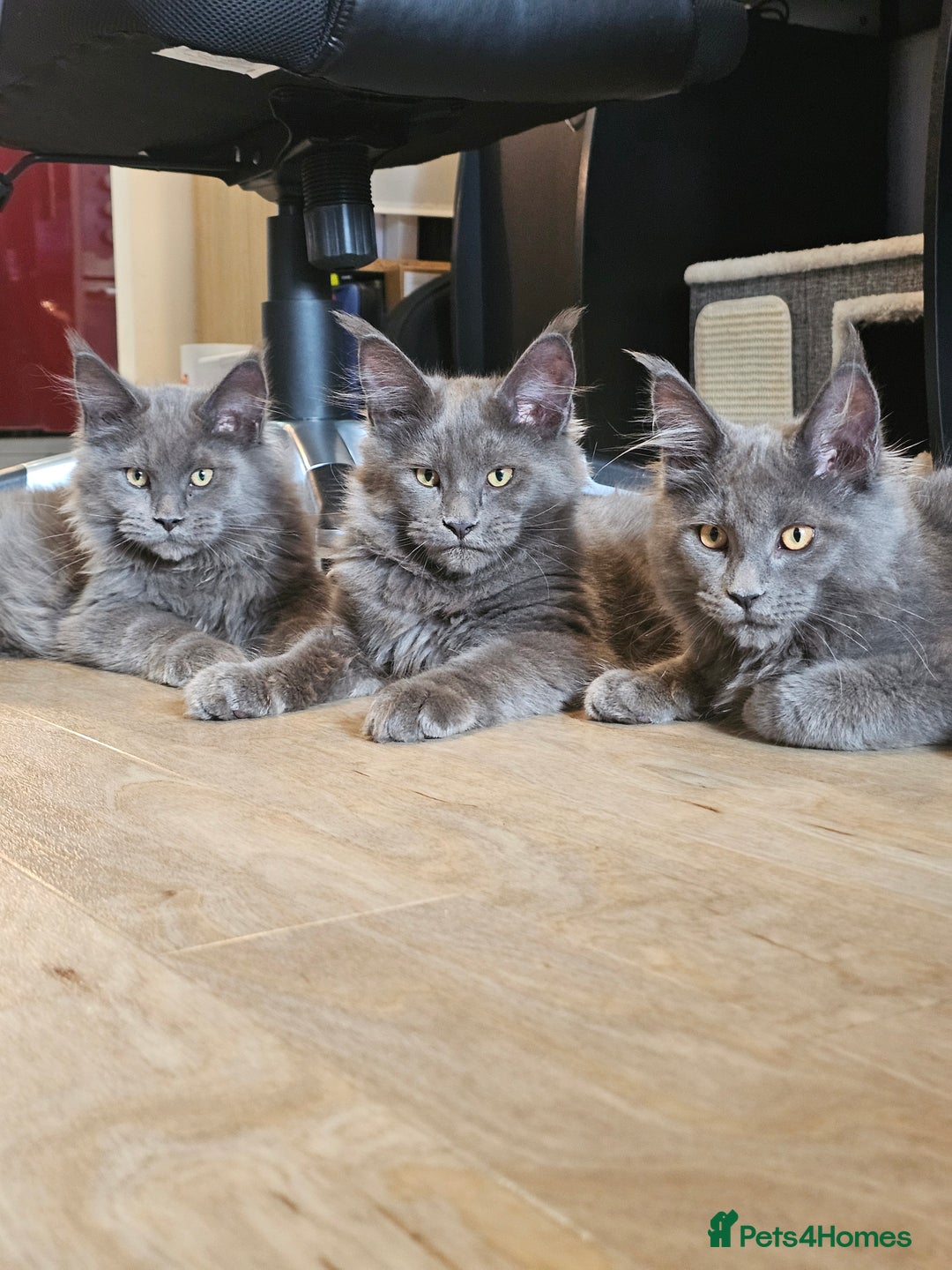 Maine Coon cats for sale: 🔥*Stunning Litter of 8💎Solid Blue Maine Coon*🔥  - Image 21