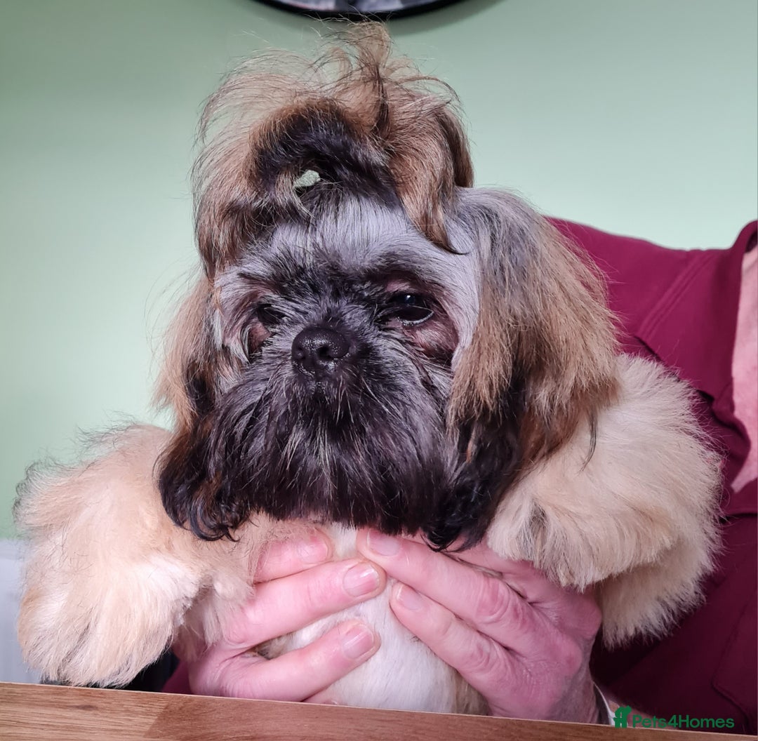 Shih Tzu dogs for sale: Beautiful 16 month old Shih Tzu female - Image 5