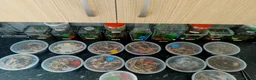 Spiders invertebrates for sale: Trantula collection crested geckos  - Advert 18