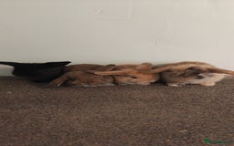Mini Lop rabbits for sale: 4x gorgeous mini lop bunnies - Image 1