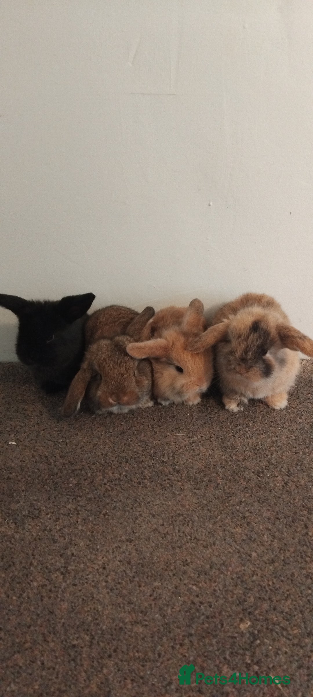 Mini Lop rabbits for sale: 4x gorgeous mini lop bunnies - Image 1