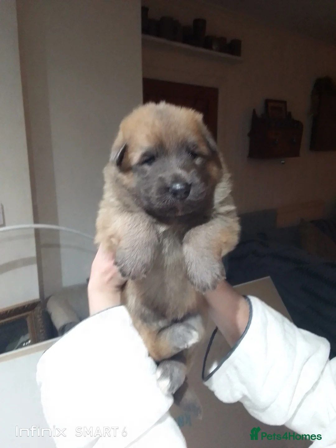 German Shepherd dogs for sale: Mercy's pups - Advert 7