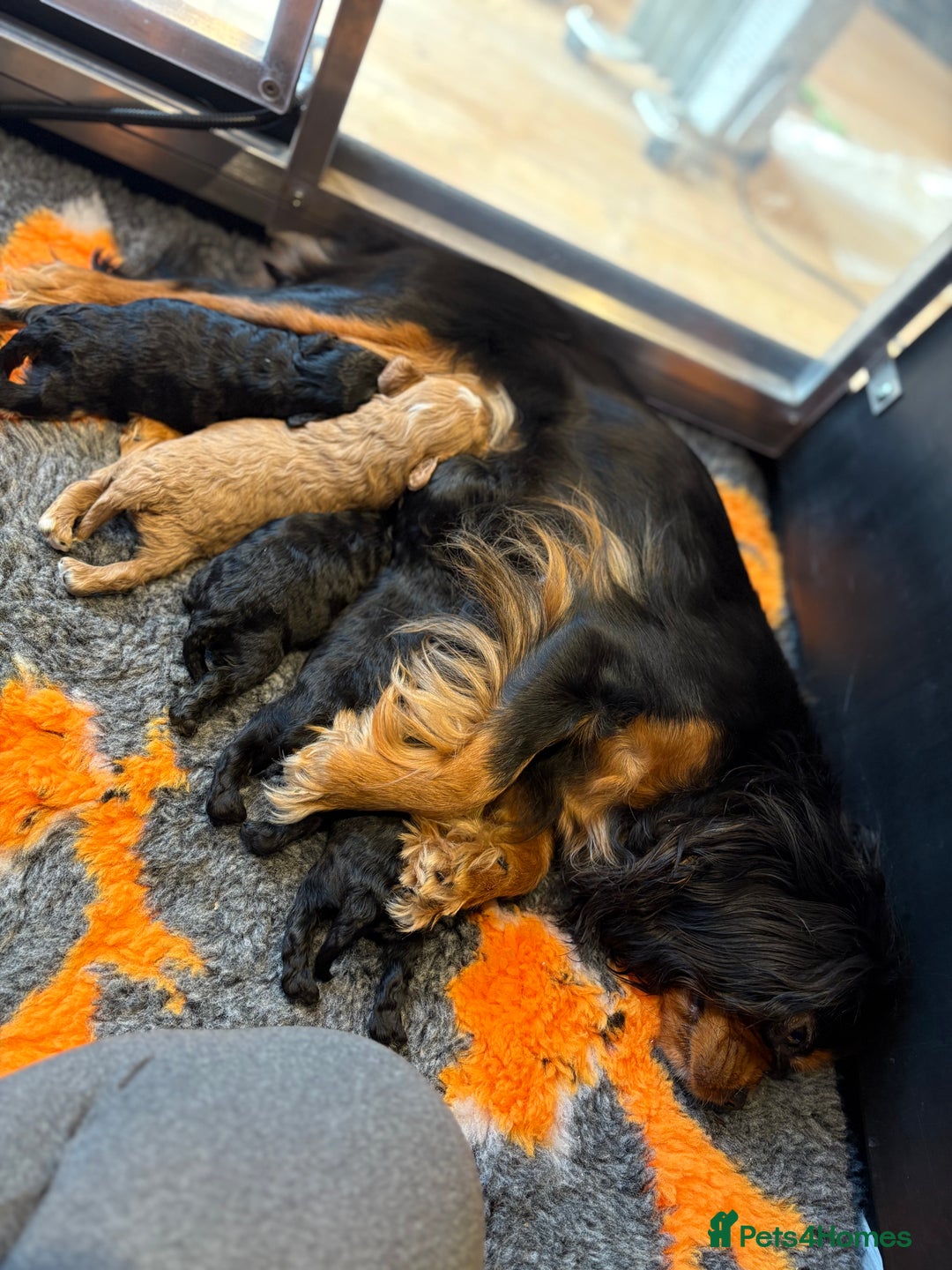 Cavapoo dogs for sale: Teddy Bear Cavapoo’s Ready 25th November  - Image 1