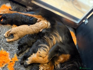 Cavapoo dogs - Advert 15