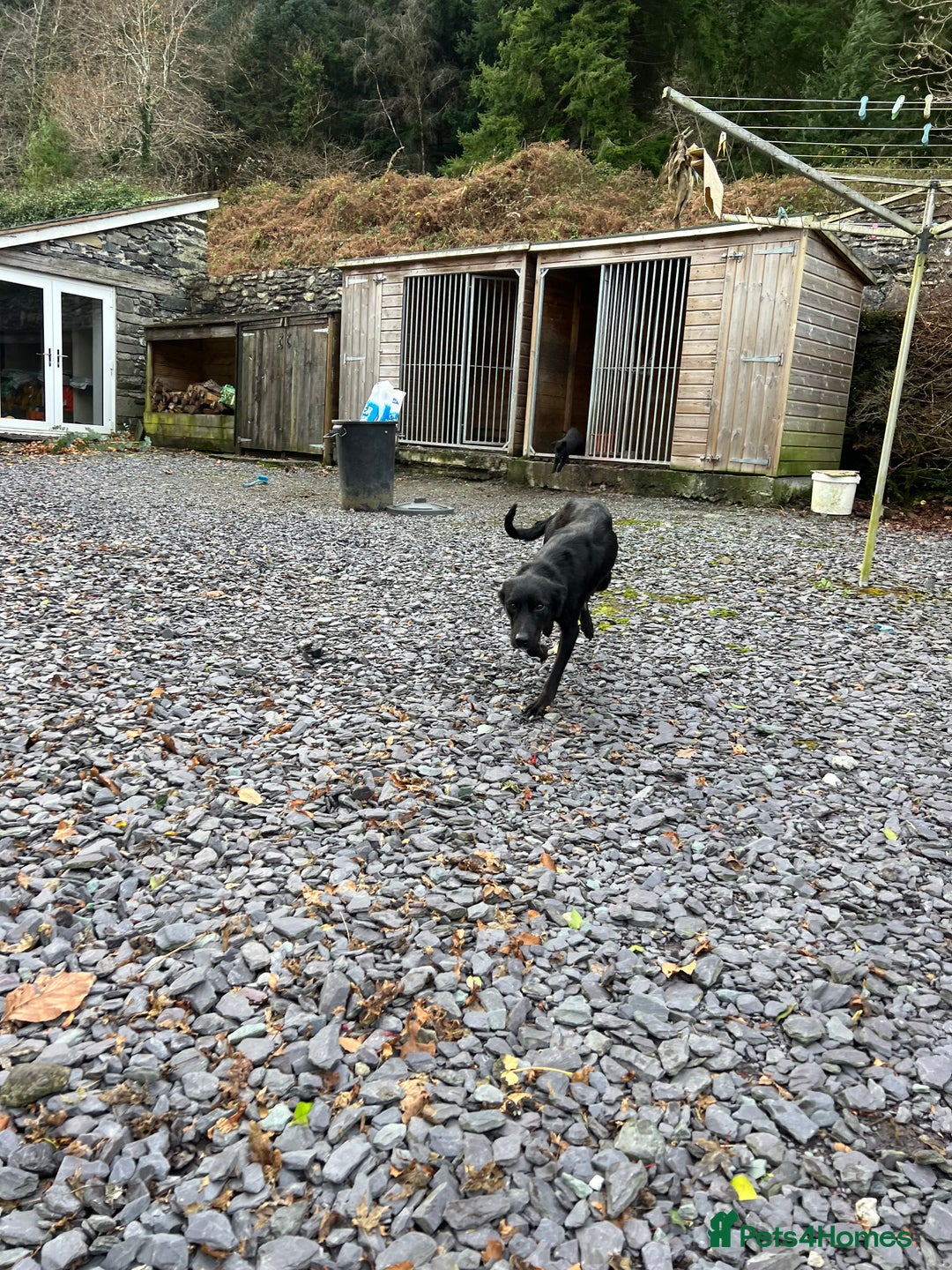 Border Collie dogs for sale: 🐶 Border Collie pups 🐶 - Advert 4