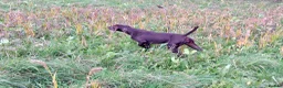 German Shorthaired Pointer dogs for sale: Bred for Temperament and working - Advert 6