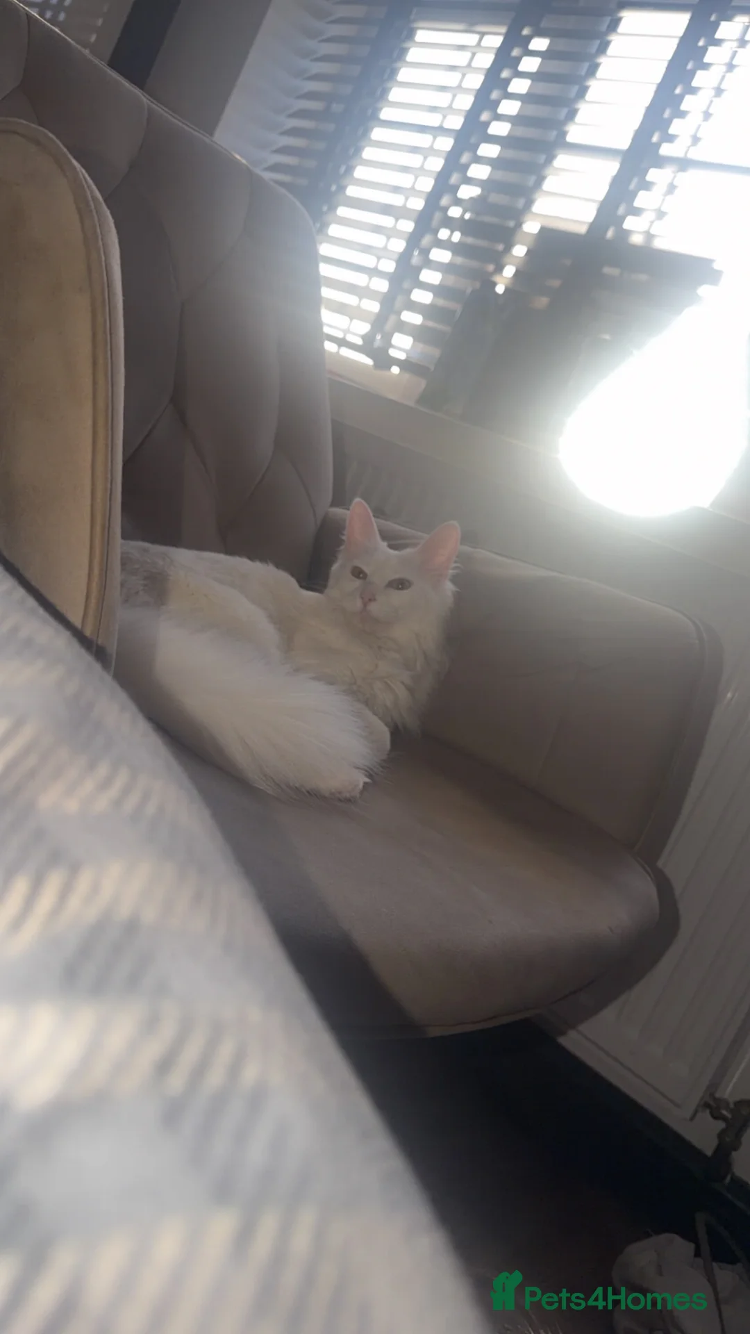 Turkish Angora cats for sale: Turkish angora for sale.  - Advert 3