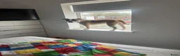 Mixed Breed dogs for sale: Two year old staffy cross free to the right home  - Advert 5