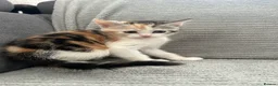 Maine Coon cats for sale: Kittens Looking for Their Forever Homes 🐾 - Advert 9